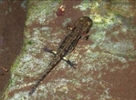 Někteří živočichové stihnout dokončit vývoj ještě před vyschnutím (larva mloka)...