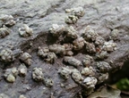 Larvy chrostíků čeledi Glossosomatidae lepící schránky ke kamenům, nemohou díky své nepohyblivosti vyschnutí uniknout...