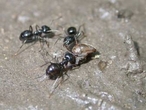 ...se mohou stát snadnou obětí mravenců, kteří ihned osídlují suché dno...