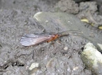 ...takže dospět a vyletět včas se podaří jen některým chrostíkům (Limnephilidae).