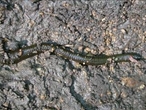 Některé pijavice (pijavka koňská) přežijí i suché období pod kameny ...